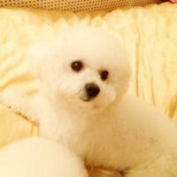 aoyekun (@yoooooooo8) 's Twitter Profile