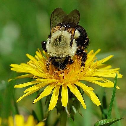 lssmastergarden's profile picture. LSS (Lake Simcoe South) Master Gardeners we garden where you garden and love to share with the residents of York Region & surrounding areas.