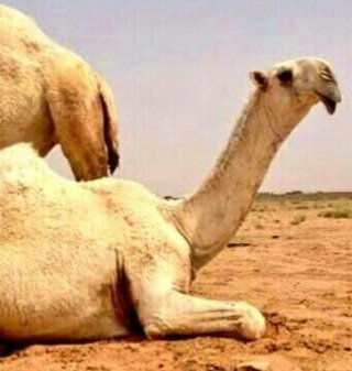 com_abl's profile picture. ‏مستشار وصاحب نظر في مزايين الابل)