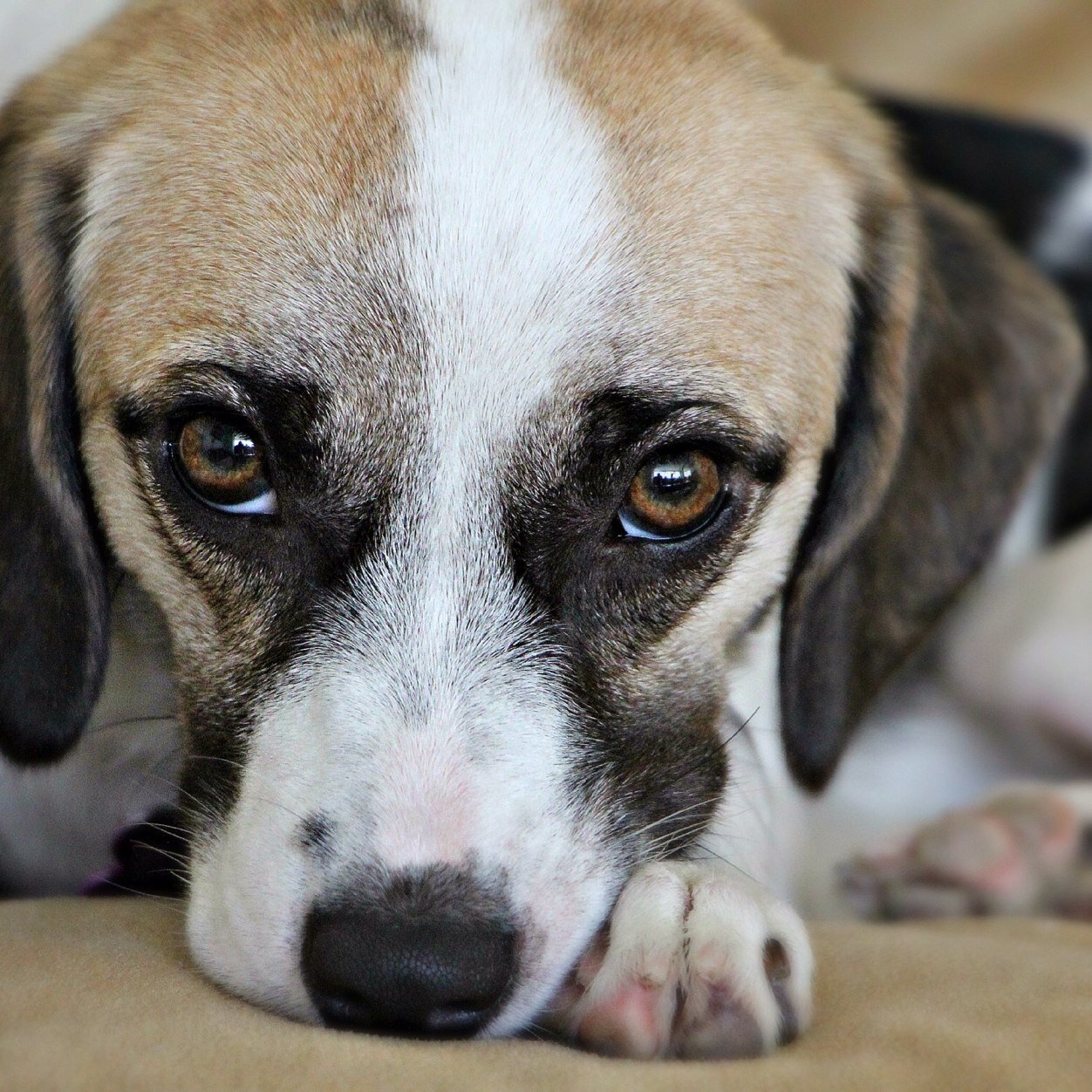 _katie_allen17's profile picture. how do i open pdf