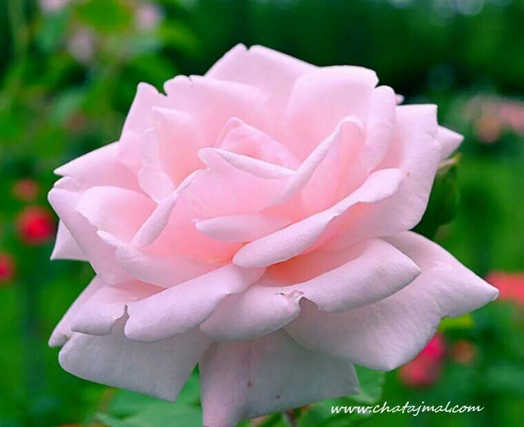 ‏‏‏‏‏مافيـنيے شـيے غيـر فيےبعـدگـ الہـم طآويـنيے ودونگـ الشـوق گآويـنيے......ابن الجنوب galal