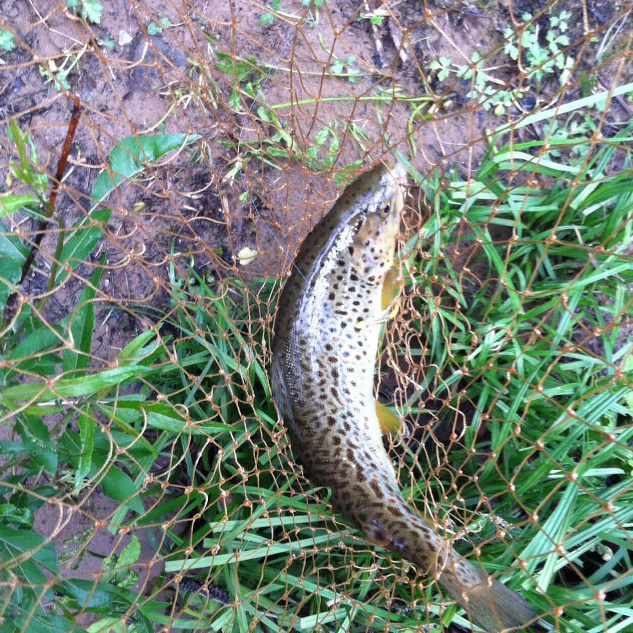 Amoresicilia's profile picture. An American that used to live in Motta Sant'Anastasia, Sicily. Three words describe me Horticulturalist, Halieutic, Epicurean. Also a recovering two stepper