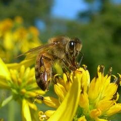 Four generations of beekeepers dedicated to the proliferation of honey bees