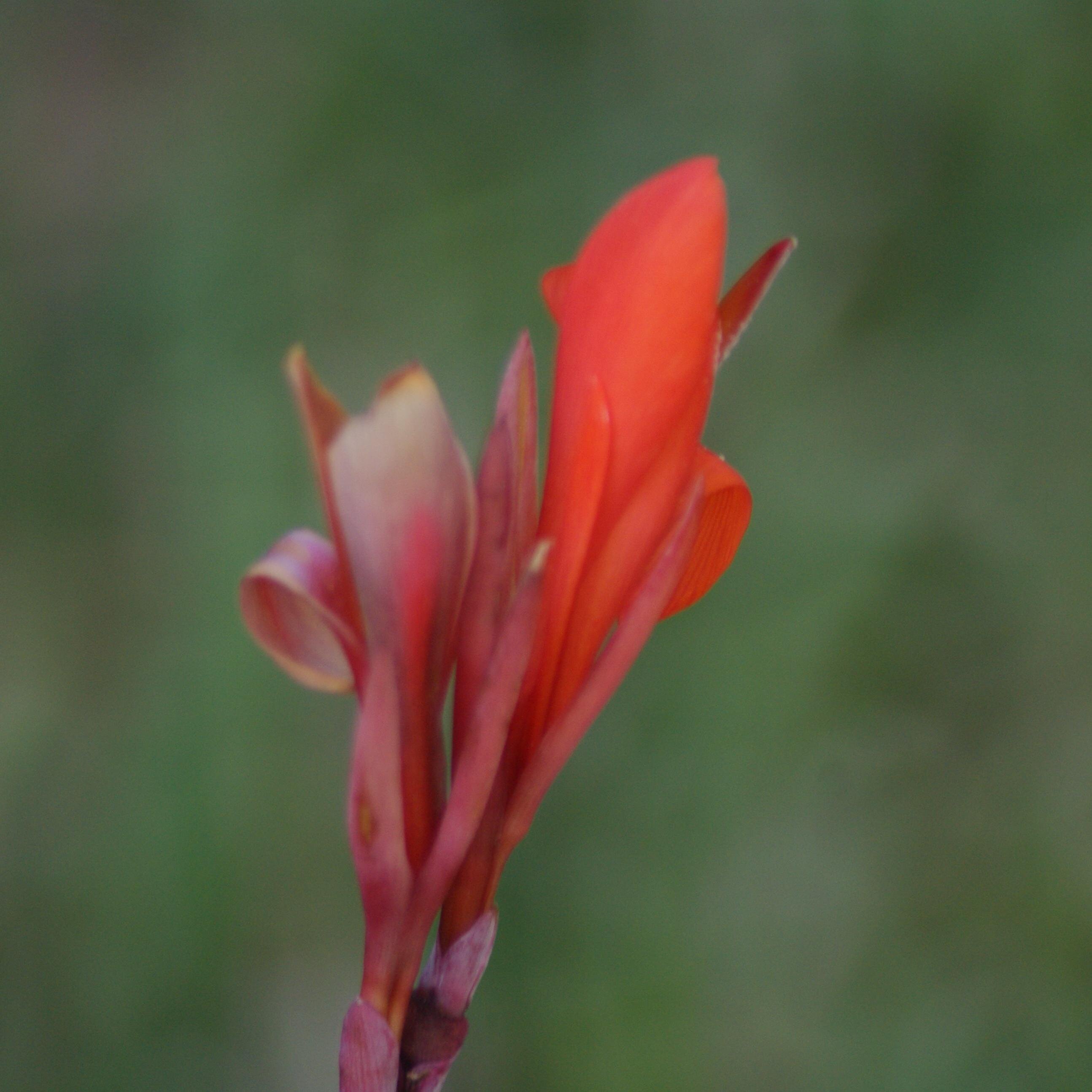 KDSteShaheedPhD's profile picture. A Writer & Teacher