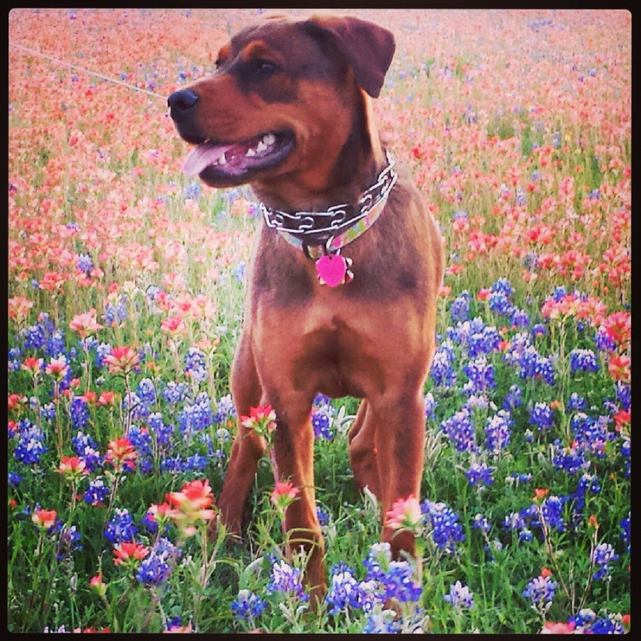RaiderPupTTU's profile picture. I'm a super-adorable rescue pup who wants to get to know the world! My loves include: my mom & dad, Texas Tech Red Raiders, chewing, sticks, & trouble.