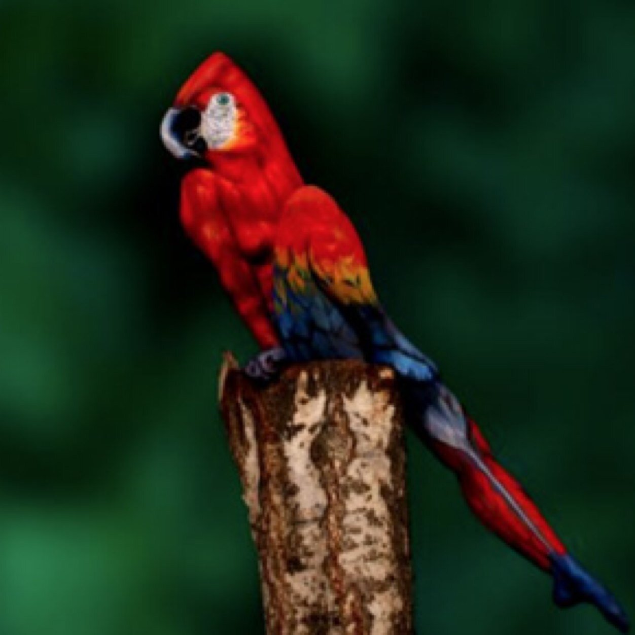 TruJeffie's profile picture. Living in the wrong parallel universe!!