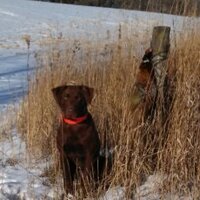 Mike Kingland (@chocolabguy) 's Twitter Profile
