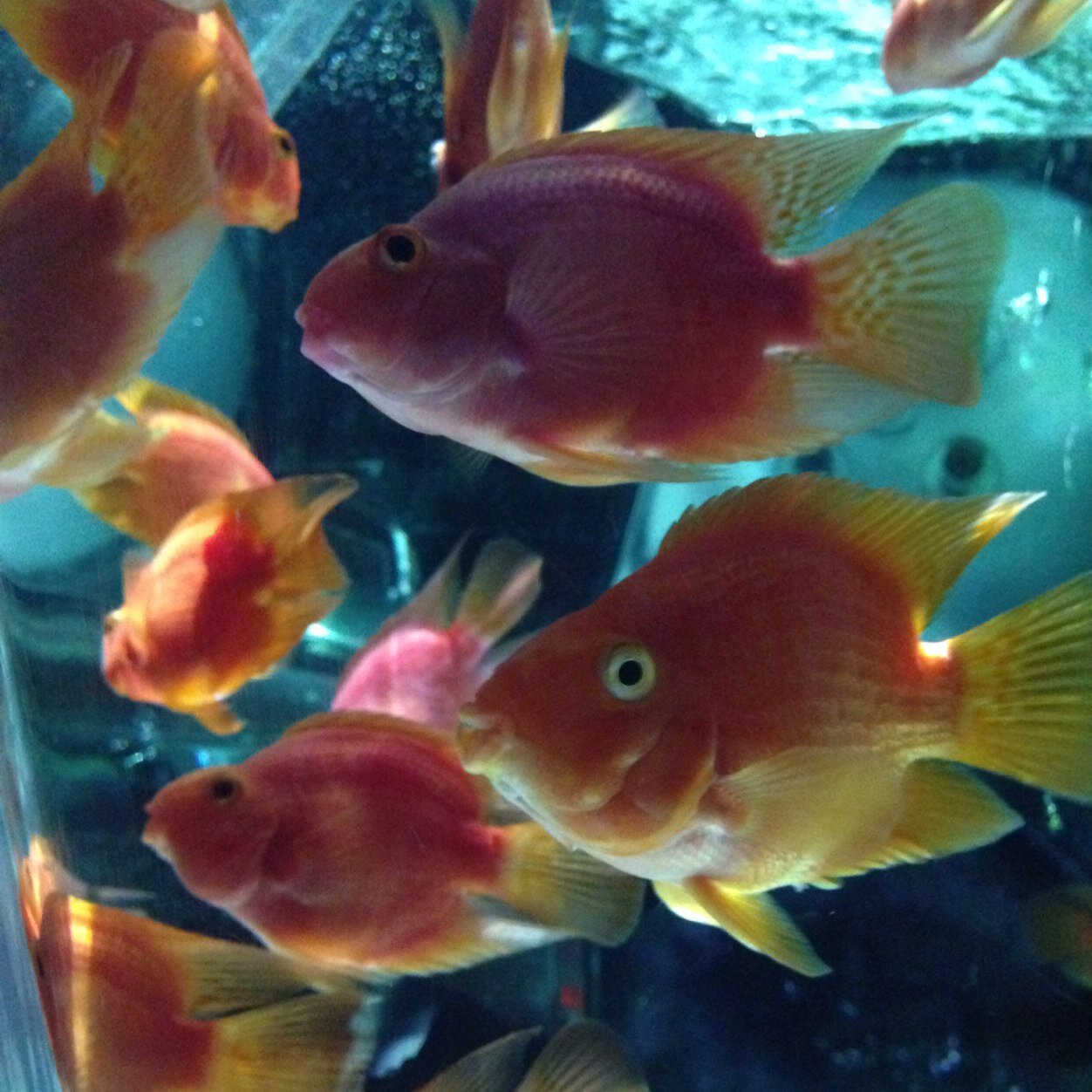 minamiayn's profile picture. ホラーゲーム実況にはまってます！もちろん見る方。飼ってる猫の写真だったり、綺麗な景色だったり美味しかった食べ物だったり、統一感はないです。