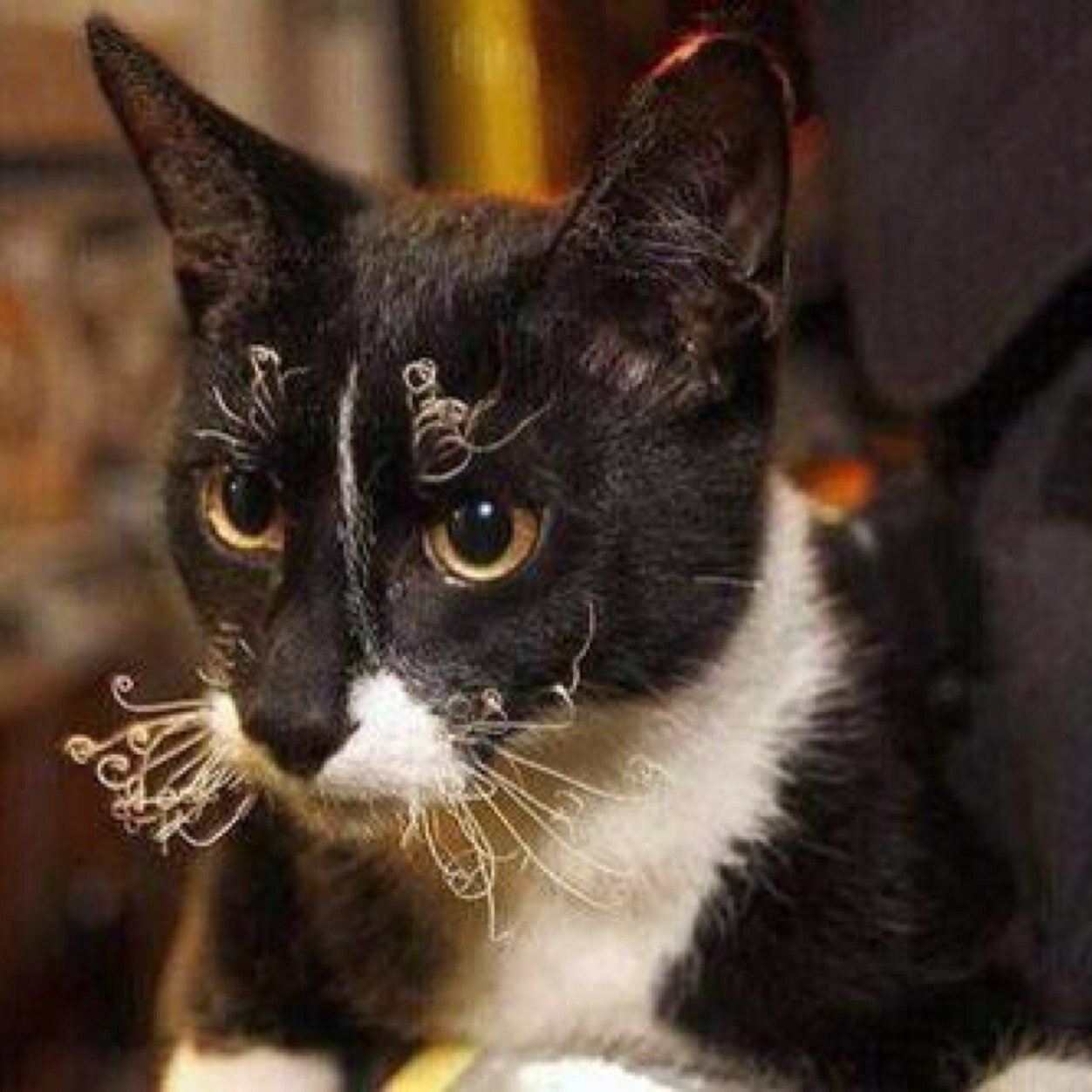 GetsetgoN's profile picture. 