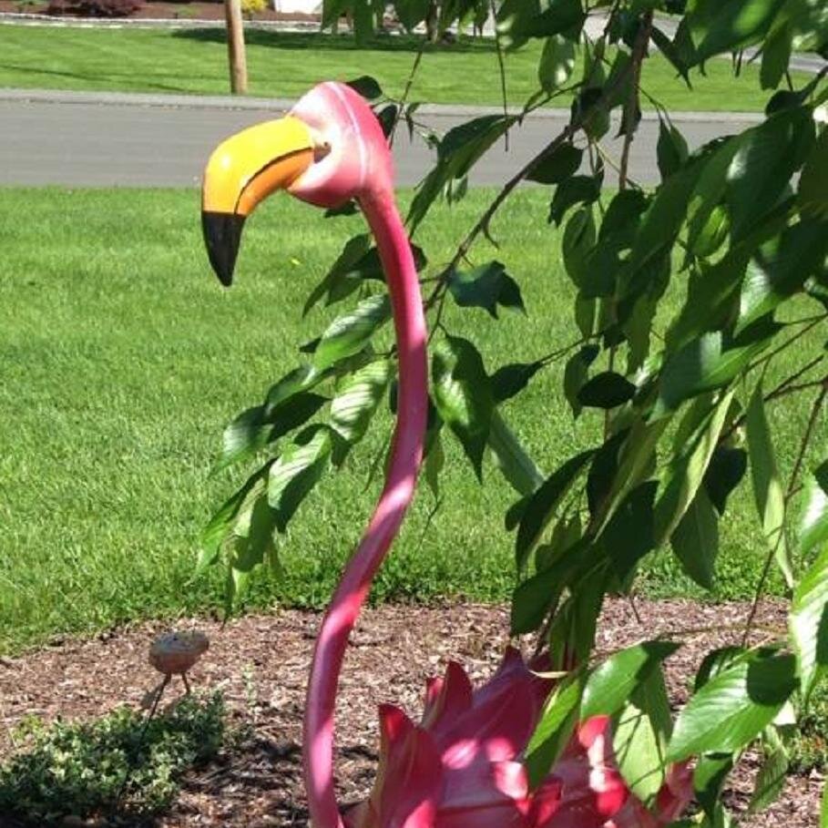 Just a beautiful lawn flamingo with many thoughts on life