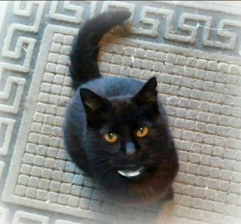 BobJSVM's profile picture. I was a witch! Then somethin' went wrong. I got changed into a cat. Now I live with @SookieTBFae in Bon Temps [SVM MC 21+]