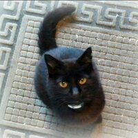 Bob. (@bobjsvm) 's Twitter Profile