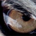 Ancorainparus's profile picture. As above so below