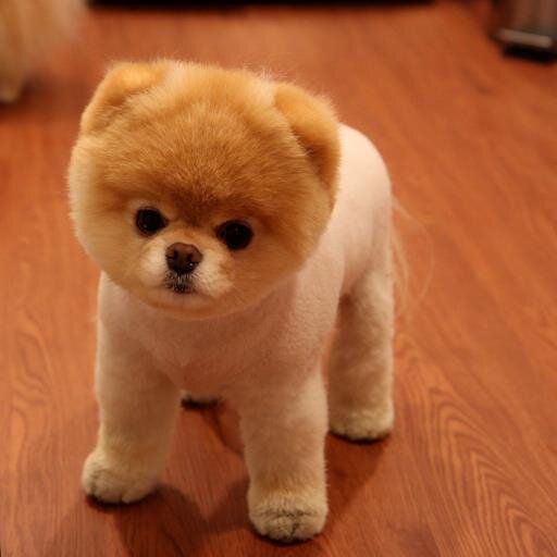 See here the cutest pic's from the cutest dogs! I post not only from dogs but also more Animals that I like to show! ♥ So keep following for more cute things!