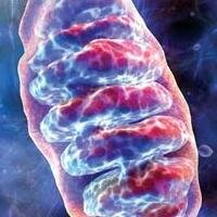 JoeeSami's profile picture. alles is liefde, Neuroscience makes the Heaven