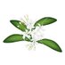 shafi uddin ahamad (@ahamaduddin) Twitter profile photo