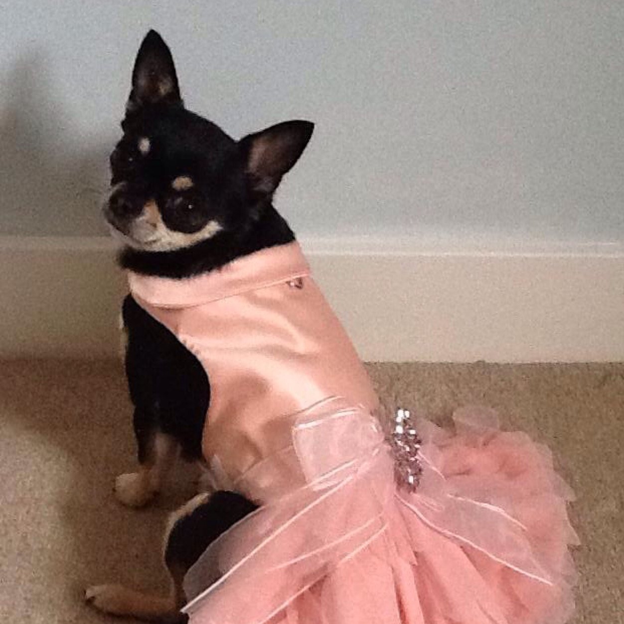 I'm Saffron the Chihuahua, I love fashion, toys, my mummy and Pandora xxx