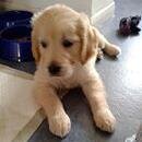 garryharmer's profile picture. Coach at Nuneaton Gymnastics Club