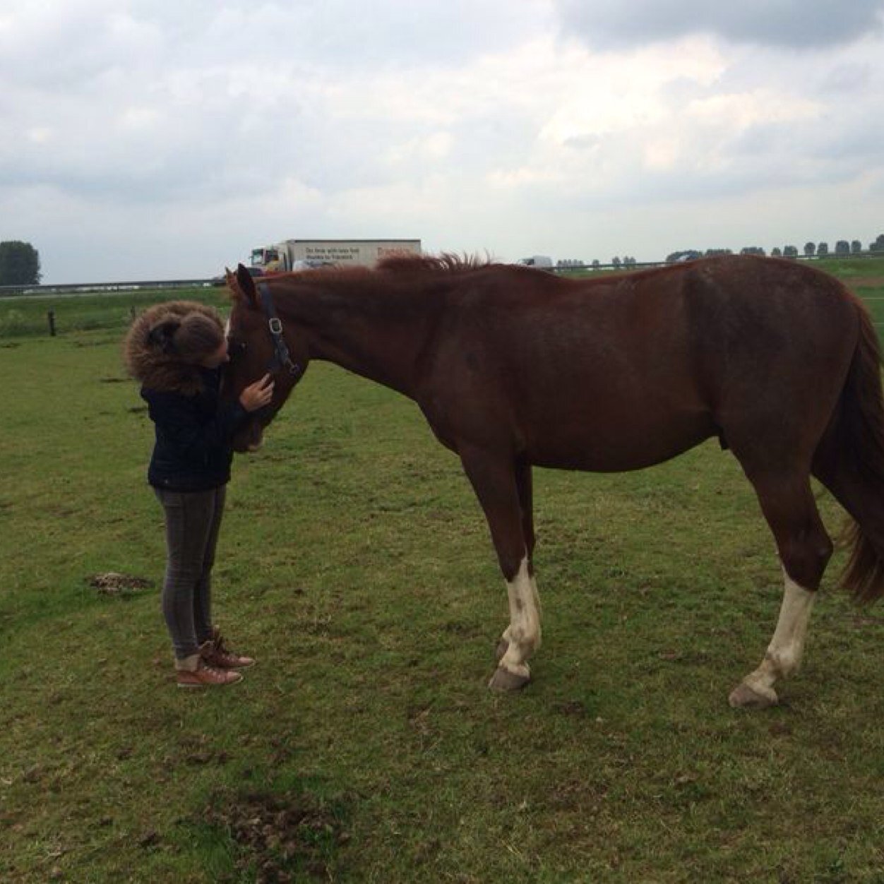 Taken by my love  || paardje Vince