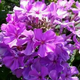 AnnemarieLubber's profile picture. 