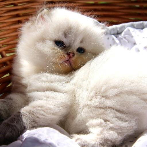 BritishArthoria's profile picture. ** #Chatterie British Arthoria située en #France près de #Bordeaux **
#britishlonghair #cattery #breeder #breeding #cat #chat #kitten