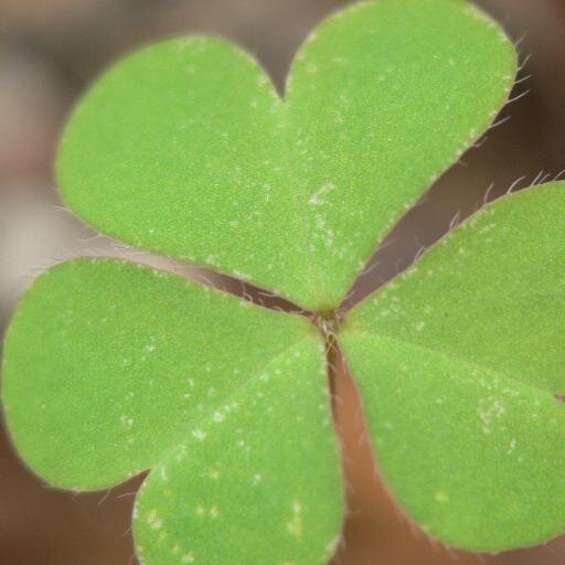 sougo_shizuoka's profile picture. 