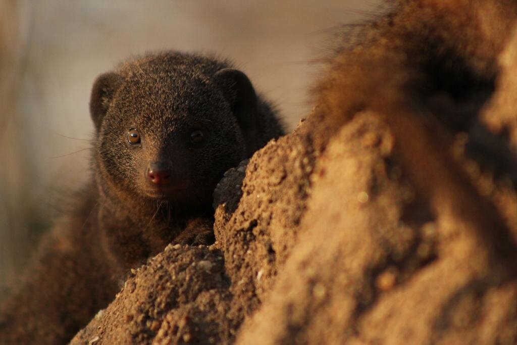 Dwarf Mongoose