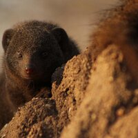 Dwarf Mongoose (@dwarf_mongoose) 's Twitter Profile