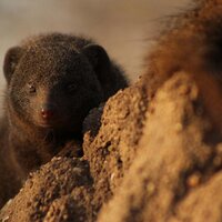 Dwarf Mongoose(@Dwarf_Mongoose) 's Twitter Profile Photo