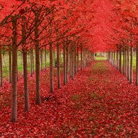 Maria Rosa (@mariarossa004) 's Twitter Profile Photo