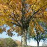 greenbrock1's profile picture. BNSc. Native trees/urban forest health/native plants/ Volunteer with Oakvillegreen Conservation Assoc. Tweets my own.