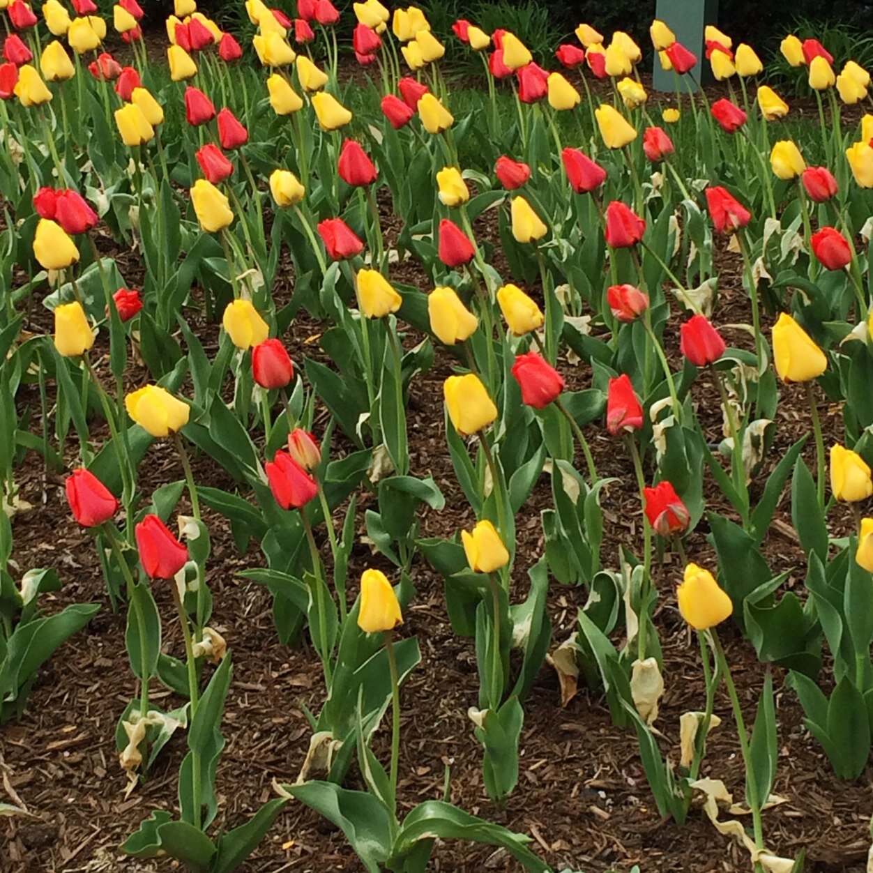 Glotorresgg's profile picture. 