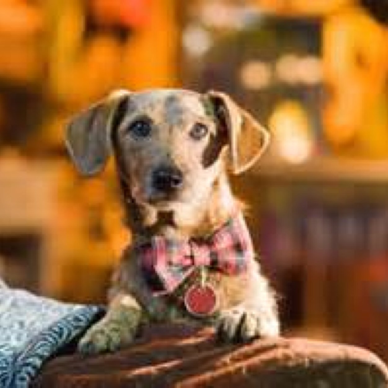 I'm Rasin a stray dog and my best friends are Mazie and Marmaduke