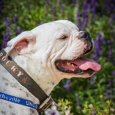 I am a rescued Victorian Bulldog and official live mascot for UNC Asheville (@UncAvl). Find me with my @uncaalumni caretakers or cheering for @ashevilledogs.