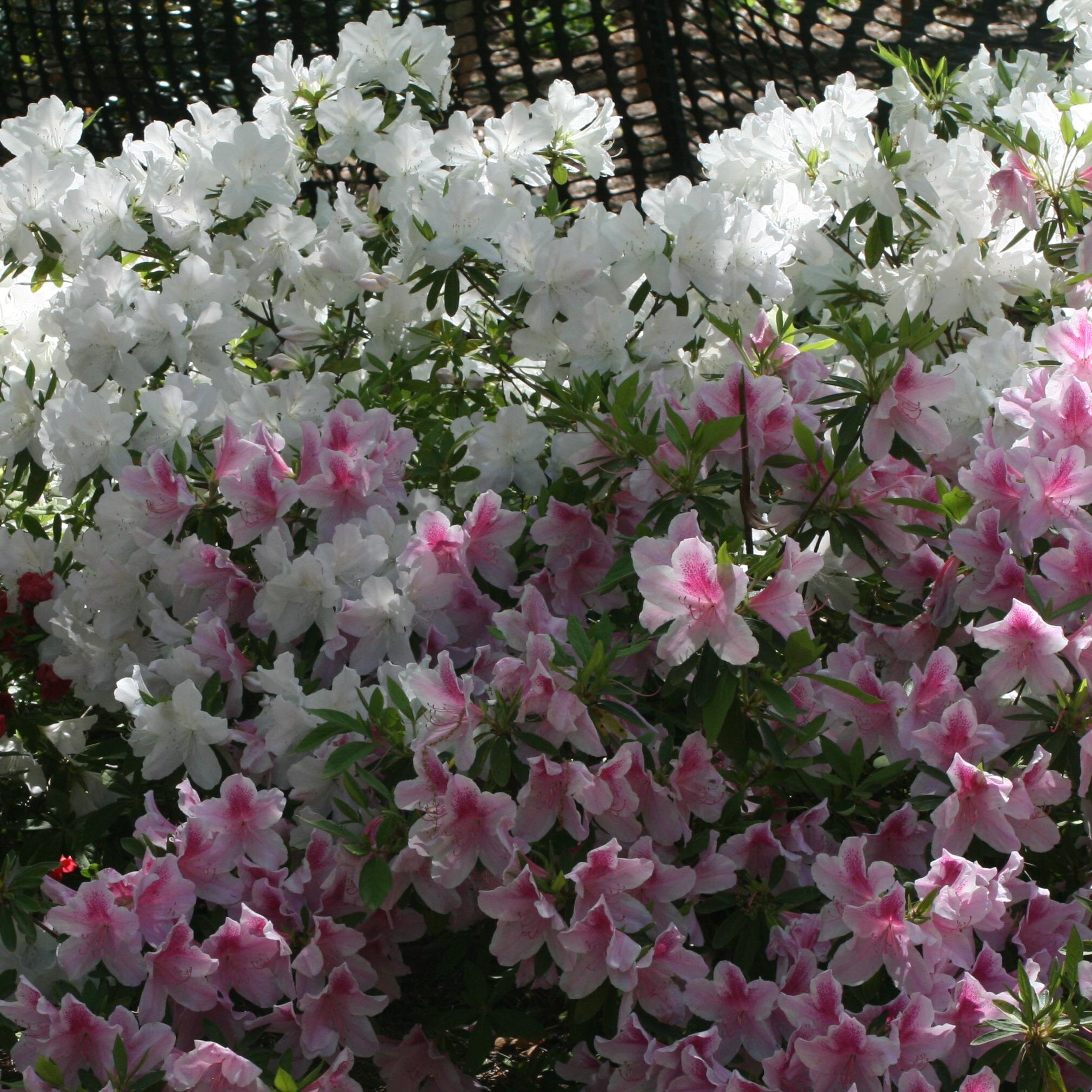 BeckyDrewrey's profile picture. 