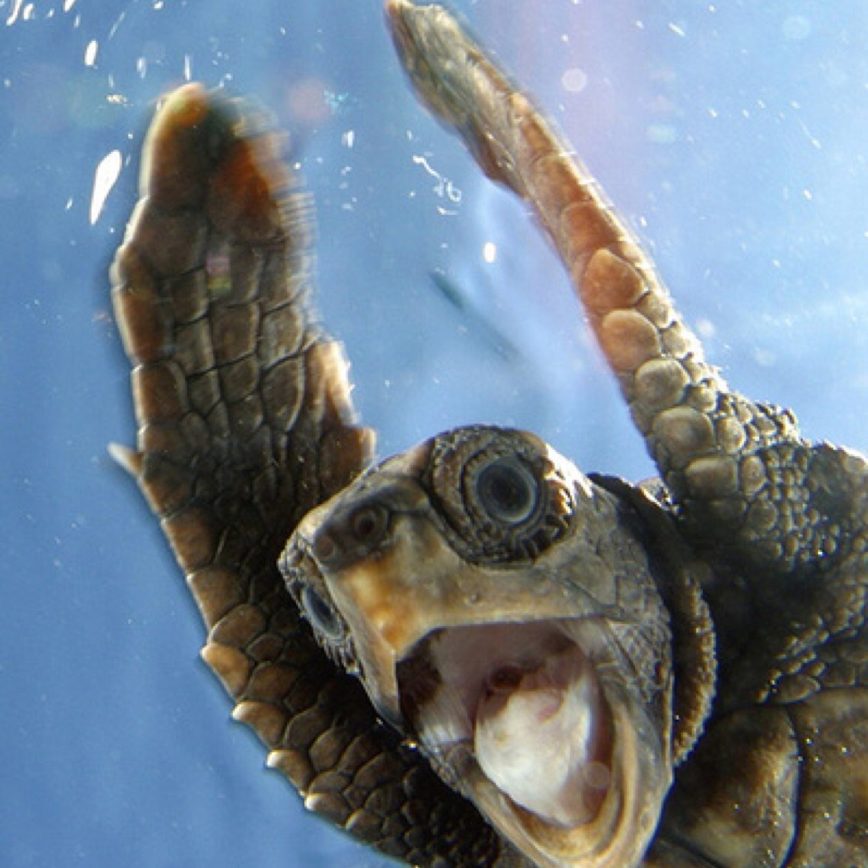 Help get the Hawksbill off the endangered species list and help us find ways to save them!