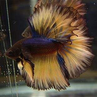 I'm interested in making jewelry and breeding/raising fish.