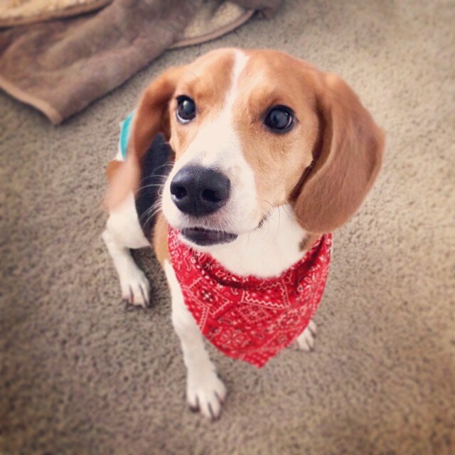 Pet sitter straight to your home in the 78745 and immediate surrounding areas! 512-942-7117