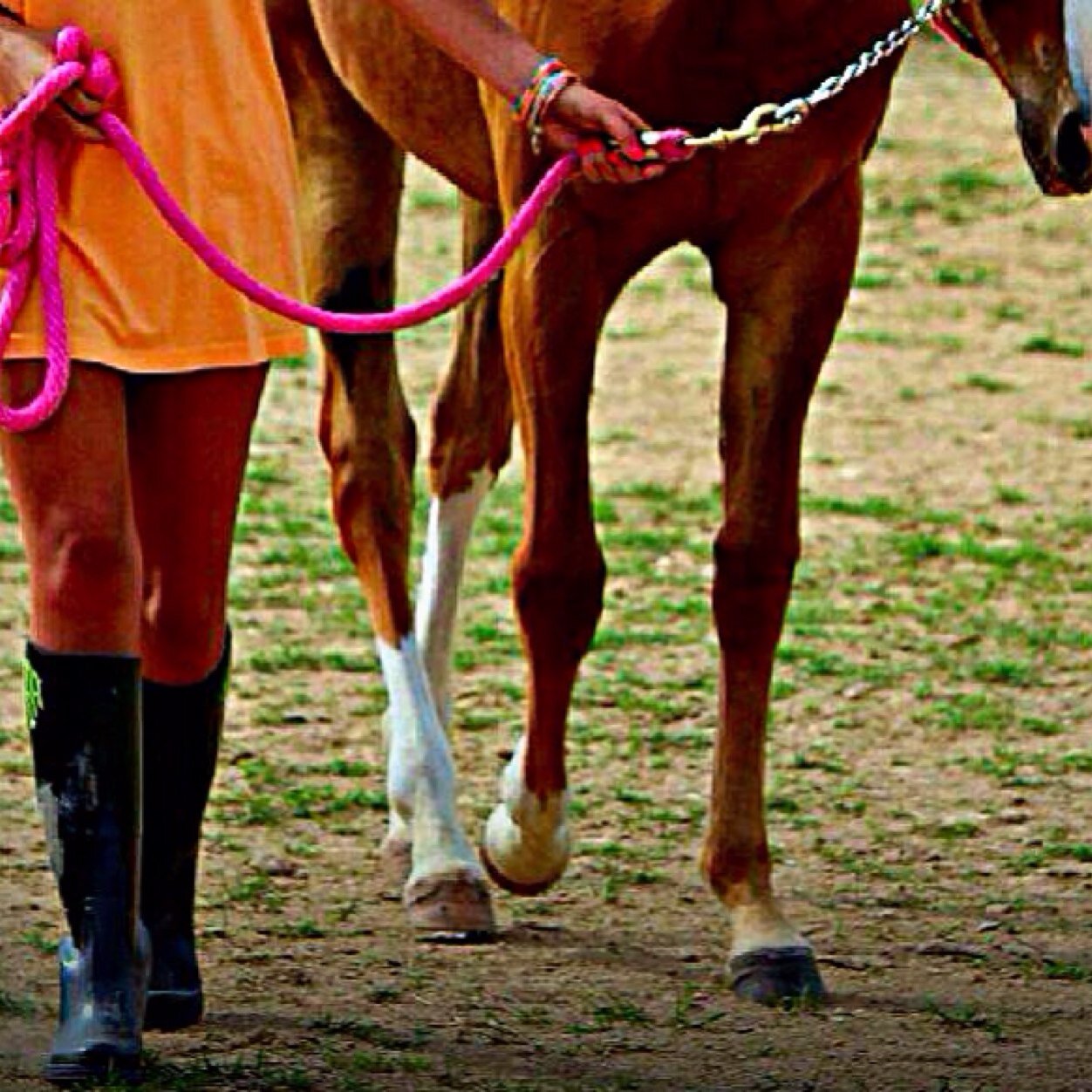 babe_equestrian's profile picture. Your horse can only be as brave as you are ✨