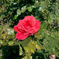 Sevda (@sevdakavci) 's Twitter Profile