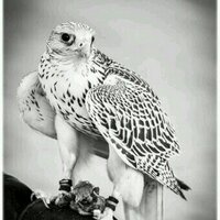 محمد آل الخلف (@mma_575) Twitter profile photo