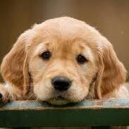 madabert's profile picture. 