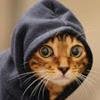 I'm CopperCat, a youtuber who plays games for your entertainment.