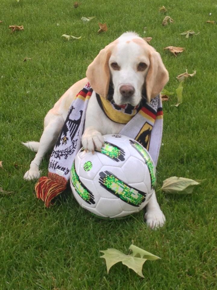 Was eine Krake kann, kann ein Beagle auch. Nelly, das Orakel für die #WM2014.
