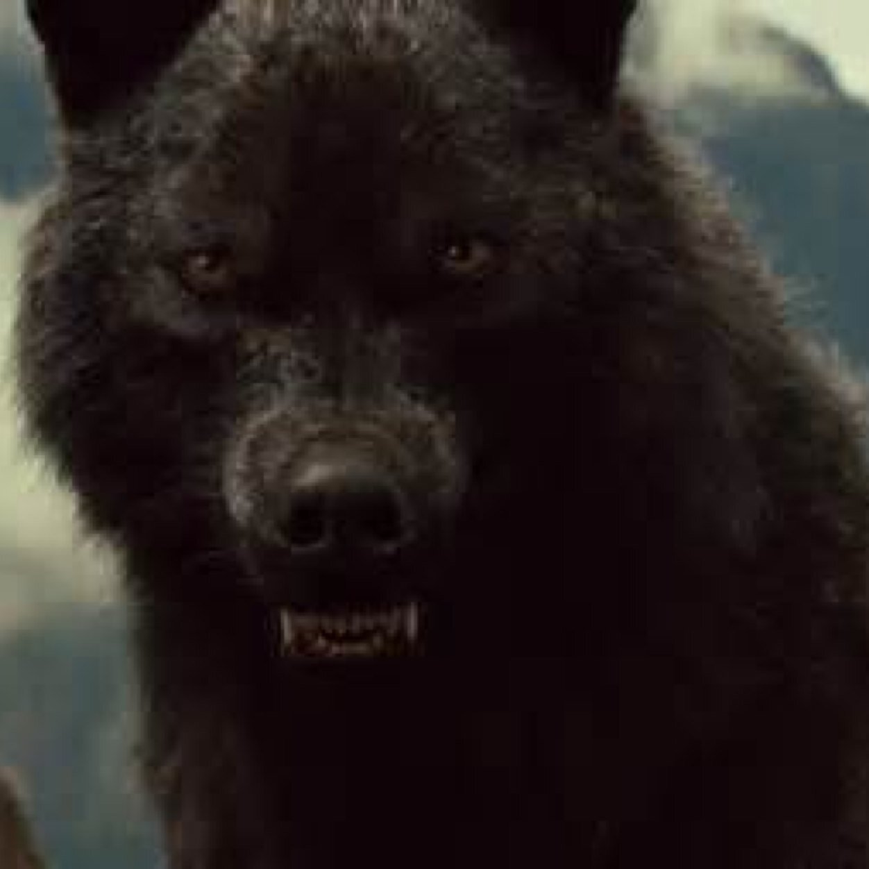 SamTheAlpha's profile picture. I'm Sam Leader of the Undead Killers pack I'm the king of death and I'm the demon in your nightmares so be afraid. #single #AlphaMale and I'm a shapeshifter