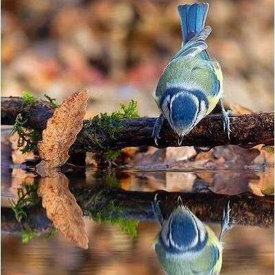 STGEORGEOFSYM's profile picture. 