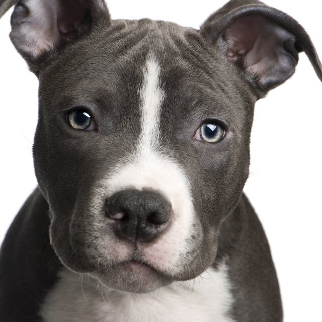 It oficcial twitter, Pit Bull terrier and Paraguay .... is for all pitbull lovers, and if you train well you'll see that it would not be bad ...3