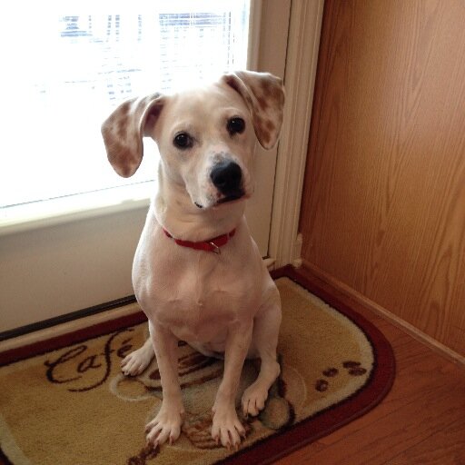 Creature Comforts Ccahofcary Twitter