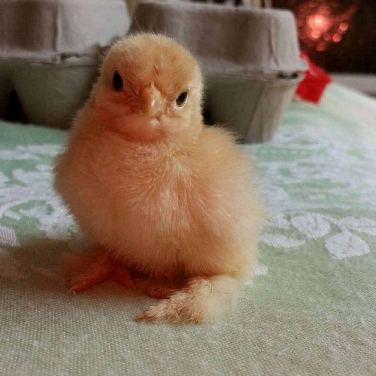Family run from our home in the lovely village of Rayne nr Braintree. We stock mainly Pekins but also Seramas please check out our website for stock.