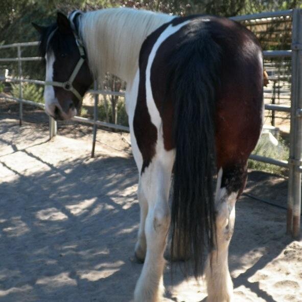 GrandHorse's profile picture. Peace Love & Horses Equine Artist Dogs Seascapes & Cupcakes thrown in My Art on NBC Save Me Starring Anne Heche Disneyland https://t.co/bJXJqVyLty Many Soft Nickers